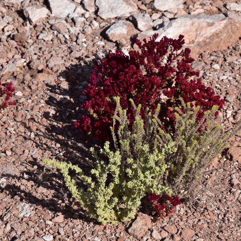 Plantes grasses du désert d'Atacama